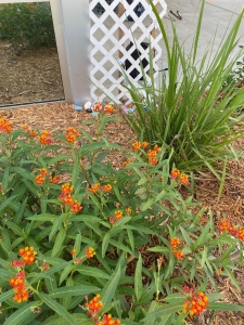  Host plants for the Monarch, milkweed 