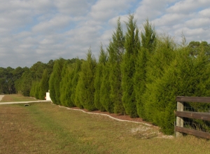  Southern Red Cedars/privacy/wind buffers 