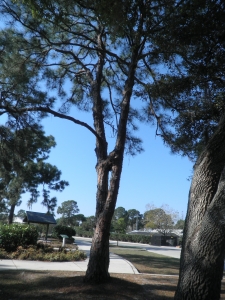  Unusual pine tree at Garden of 5 Senses 