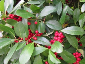  Dahoon Holly leaves with berries. Ornamental tree. 