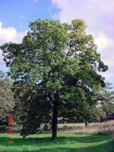  Pignut Hickory Tree. Deciduous, may produce nuts. 