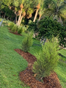  Southern Red Cedars with a curved mulch bed 