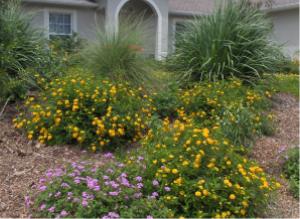 Florida friendly landscaping plants